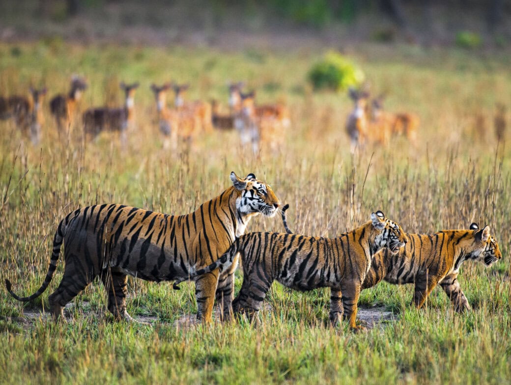 Tiger Reserves Experience